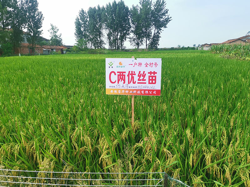  C兩優(yōu)絲苗
